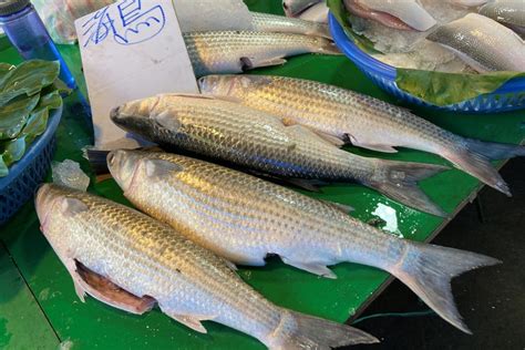 什麼魚|什麼是魚 